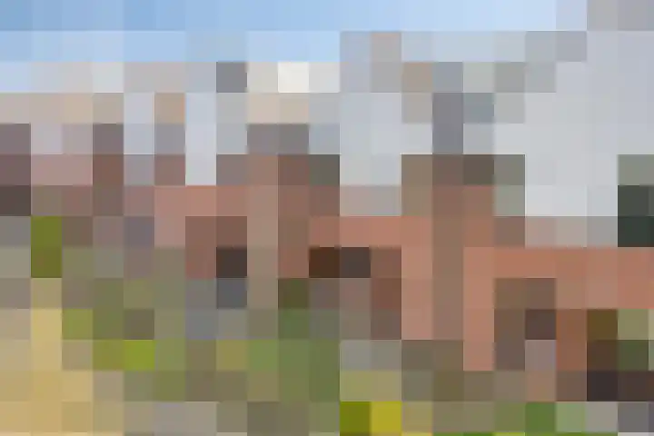 de Ganzeboom 159 Schalkhaar thumbnail 6