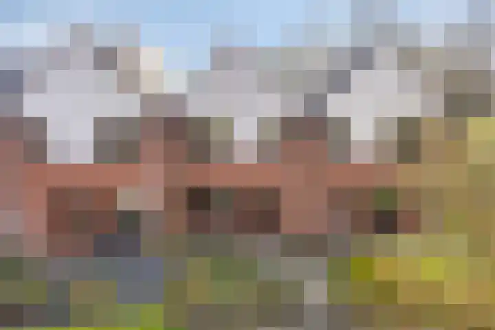 de Ganzeboom 159 Schalkhaar thumbnail 7