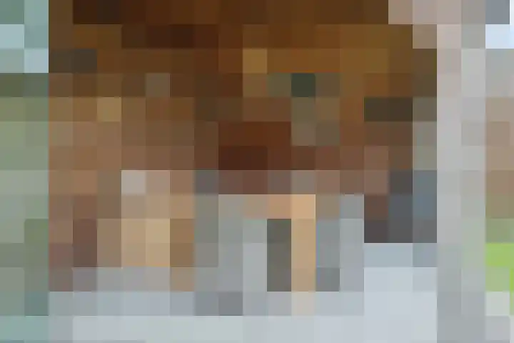 De Gavel 1 Berlicum thumbnail 6