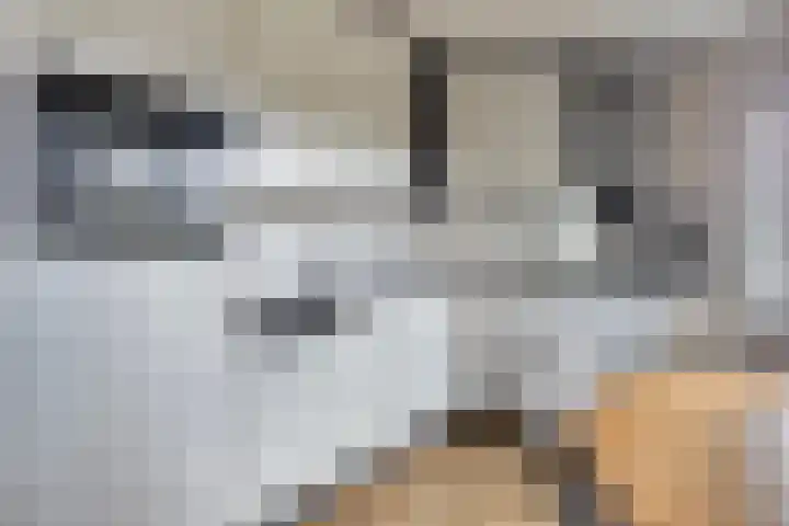 De Gijster 28 Made thumbnail 13
