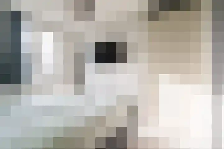 De Groos 1 Ell thumbnail 21