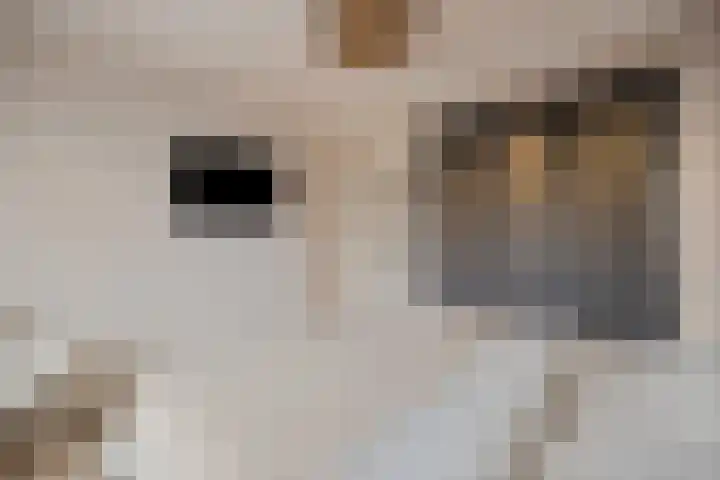 de Haar 1 Raalte thumbnail 29