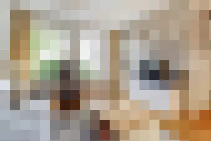 De Haecken 52 Bladel thumbnail 8