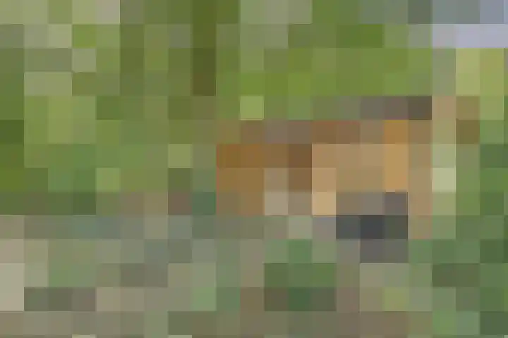 de Halmen 2 Voorst thumbnail 62