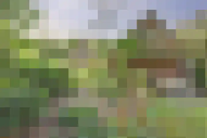 de Halmen 2 Voorst thumbnail 75