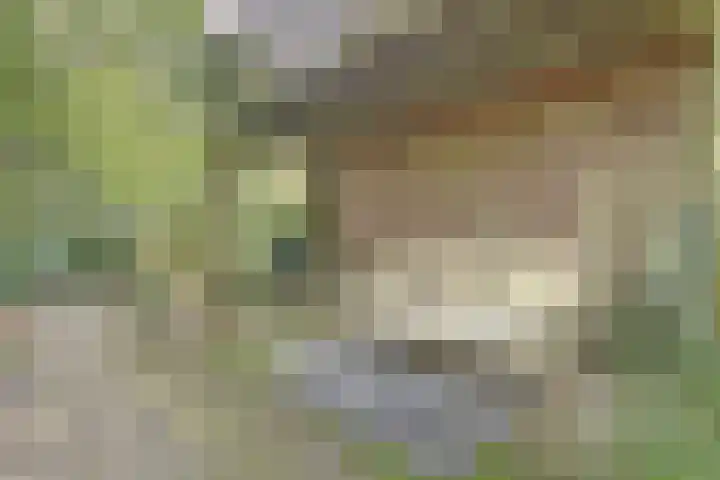 de Halmen 2 Voorst thumbnail 76