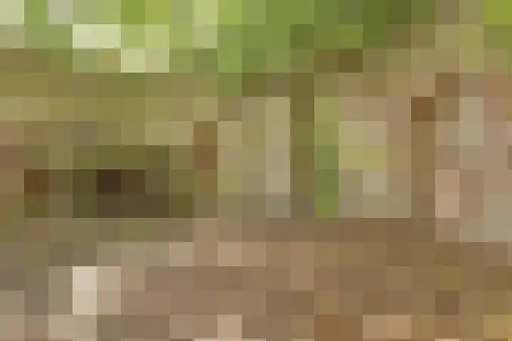 de Halmen 2 Voorst thumbnail 97