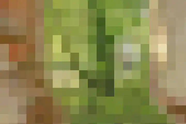 de Halmen 2 Voorst thumbnail 98