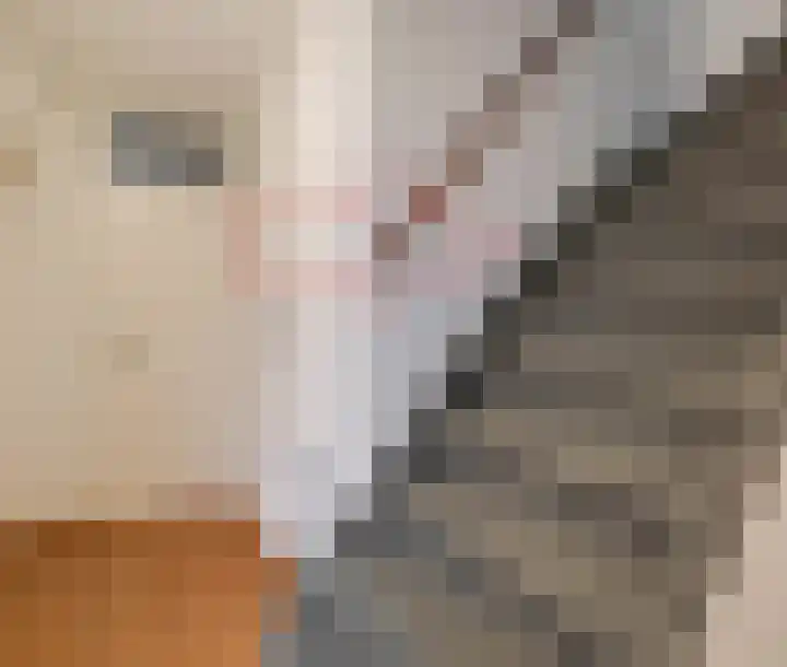 De Handboog 4 Duiven thumbnail 29
