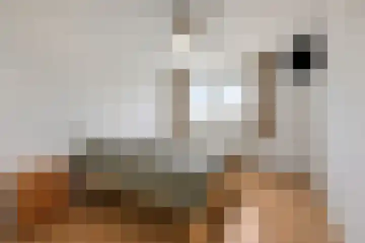 De Handboog 4 Duiven thumbnail 31