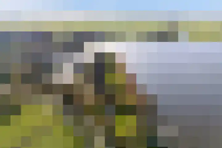De Hannen 6 Oudega thumbnail 57