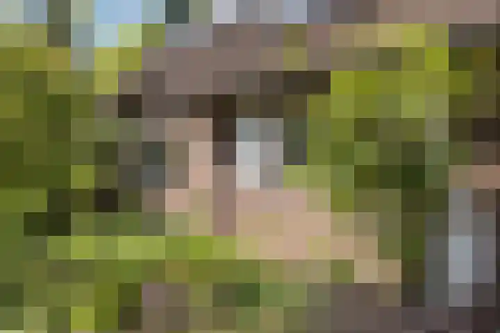 de Havik 48 Denekamp thumbnail 4