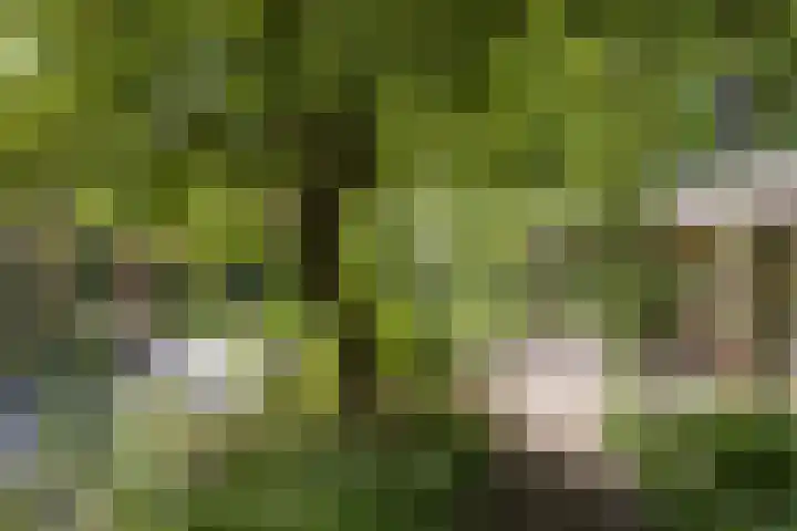de Havik 48 Denekamp thumbnail 42