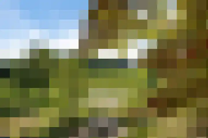 De Heide 4 De Wilgen thumbnail 27