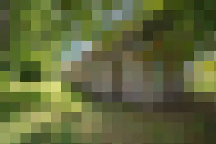 De Heide 4 De Wilgen thumbnail 38
