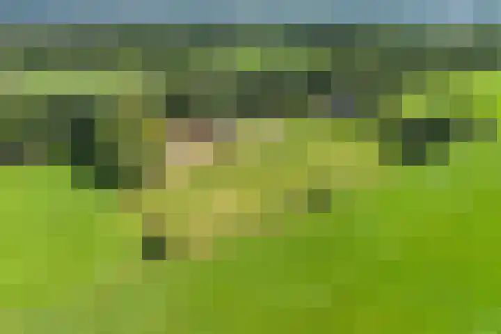 De Heide 4 De Wilgen thumbnail 46