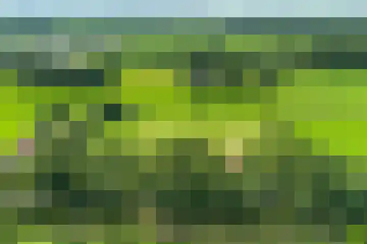 De Heide 4 De Wilgen thumbnail 47