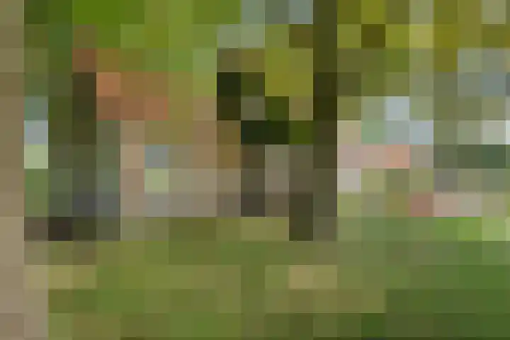 De Heide 4 De Wilgen thumbnail 5