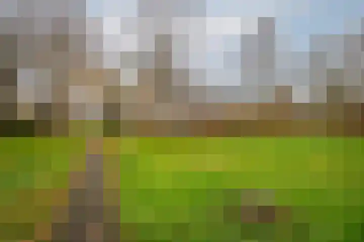 De Heiningen 19 Dorst thumbnail 6