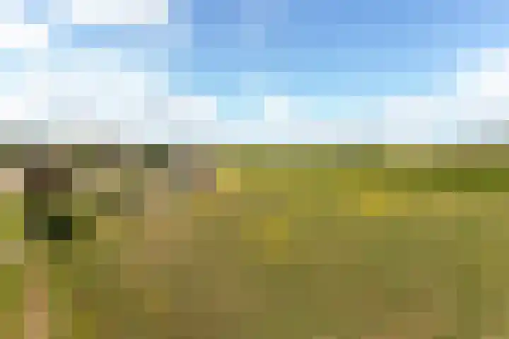 De Heul 44 a Hoeven thumbnail 33