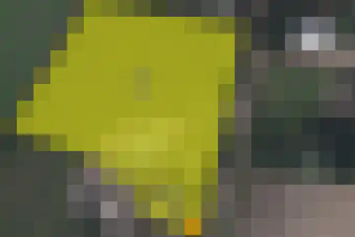 De Heul 44 a Hoeven thumbnail 46