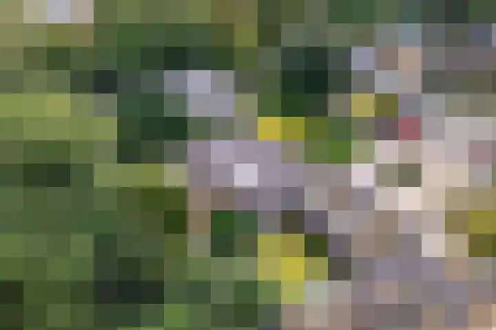 De Hietbrink 99 Emmen thumbnail 50