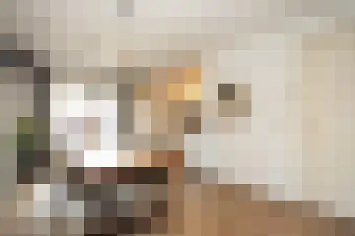 De Hoef 4 Bergeijk thumbnail 8