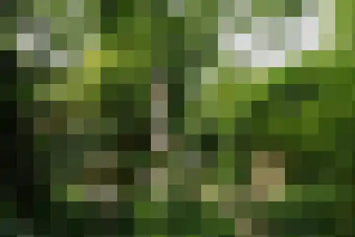 De Hoef 77 Malden thumbnail 46