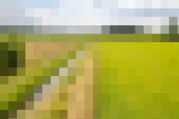 de Hof 23 Almen thumbnail 45