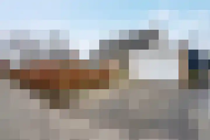de Hulst 27 Roden thumbnail 10