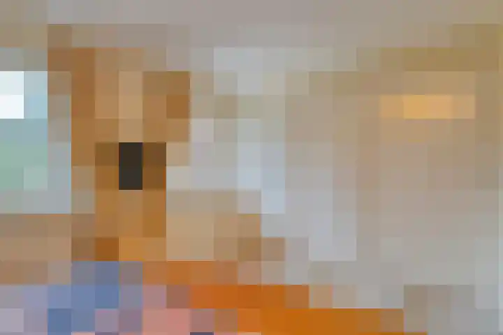 de Kamp 34 Ommen thumbnail 36