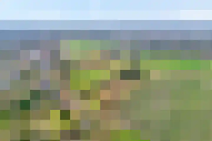 de Kamp 34 Ommen thumbnail 8