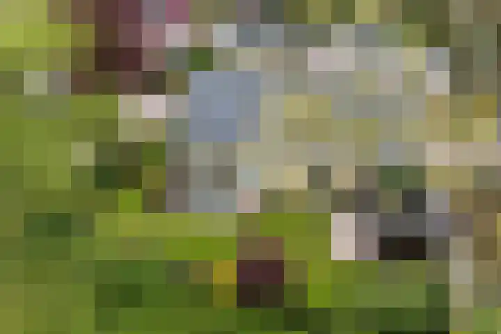 De Kamp 37 Vroomshoop thumbnail 27