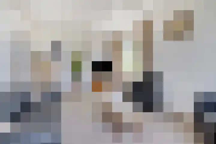 De Kat 28 Westhem thumbnail 5
