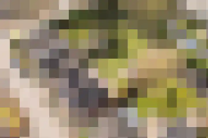 De Kattenberg 15 Bergeijk thumbnail 53