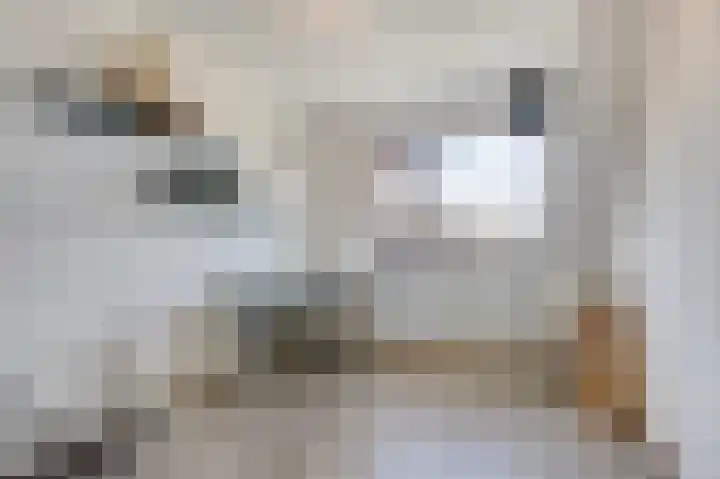 De Kerspel 9 Westervoort thumbnail 33