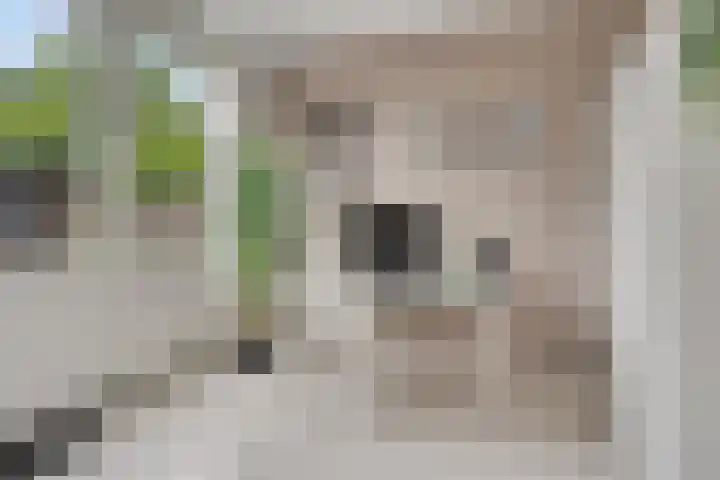 De kiem 2 Oss thumbnail 14