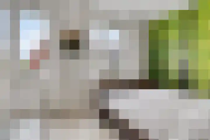 De kiem 2 Oss thumbnail 20