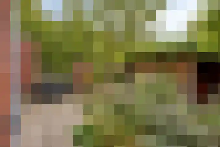 De kiem 2 Oss thumbnail 30