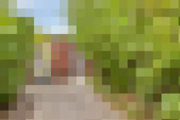 De kiem 2 Oss thumbnail 37