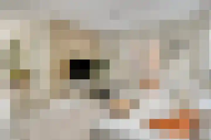 De kiem 2 Oss thumbnail 4