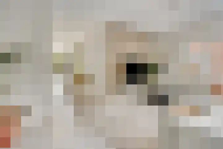 De kiem 2 Oss thumbnail 7