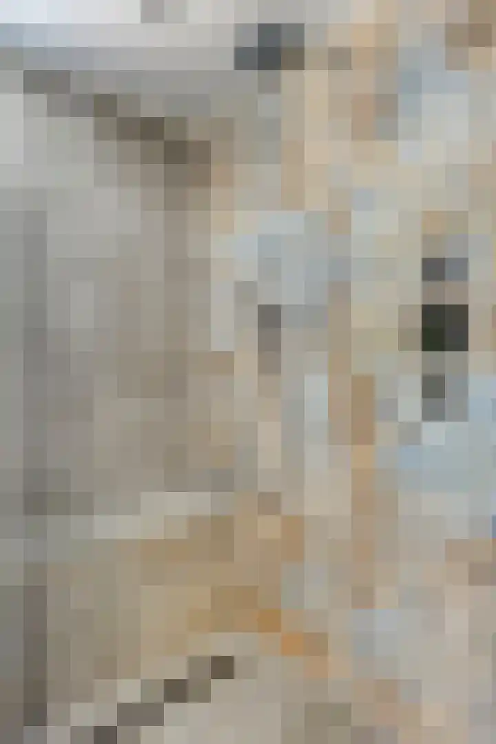de Kievit 110 Denekamp thumbnail 19