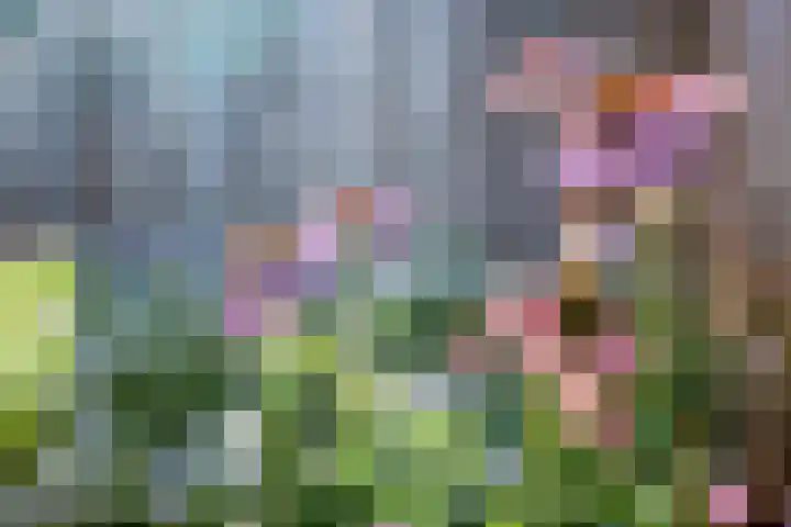 de Kievit 81 Denekamp thumbnail 32