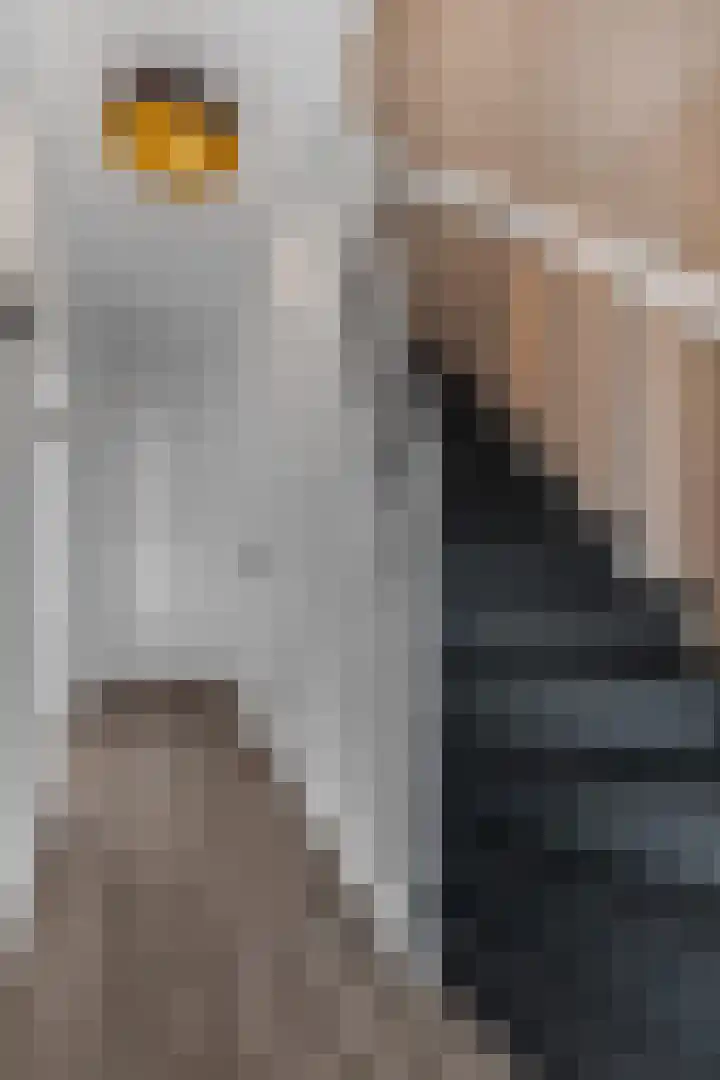 De Kist 61 Elst thumbnail 8