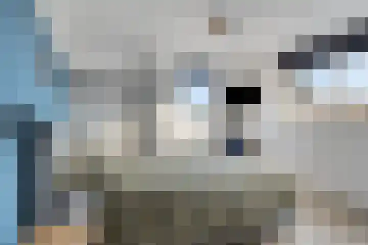 De Klap 2 Leek thumbnail 13