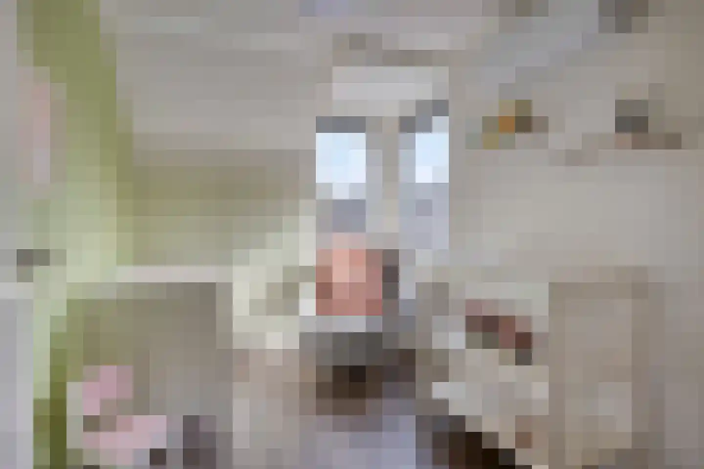 De Klaver 11 Heesch thumbnail 24