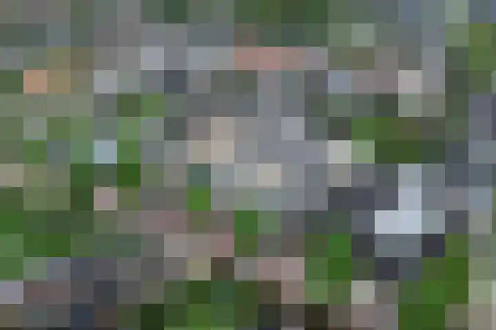 de Klef 10 Ewijk thumbnail 39