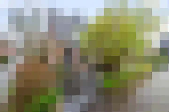 De Klip 97 Koedijk