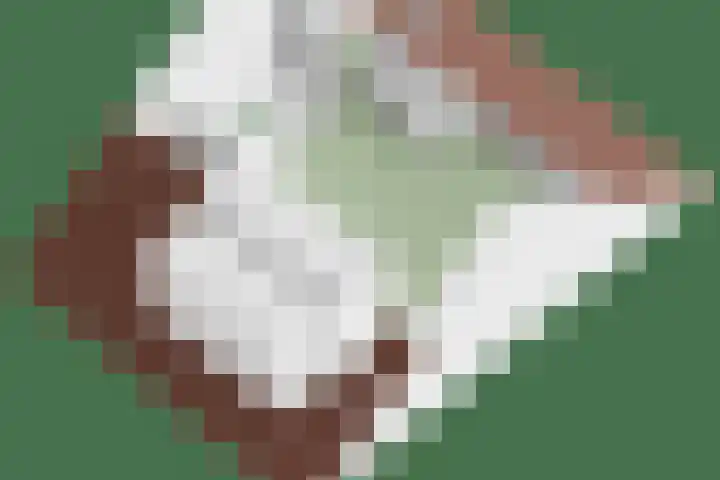De Knolraap 4 Heesch thumbnail 43